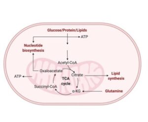 Read more about the article Amphibolic Pathway: Definition, Examples, and Facts