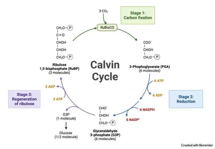 Calvin Cycle- Definition, Diagram, Mechanism, and Steps 1