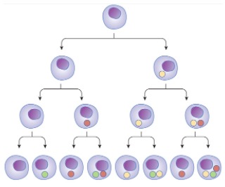 Read more about the article Cell Differentiation: Definition, Examples, Significance, and Facts