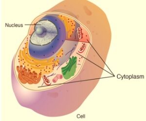 Read more about the article Cytoplasm: Definition, Function, Examples, and Facts