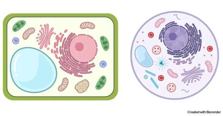 Cytoplasm- Definition, Function, Examples, and Facts 2