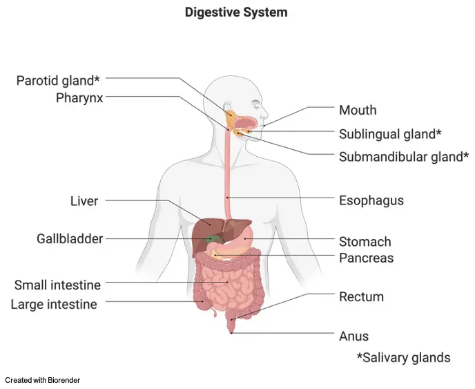 Digestive System- Diagram, Function, Definition, and Facts