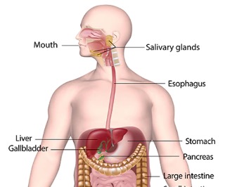 Read more about the article Digestive System: Diagram, Function, Definition, and Facts