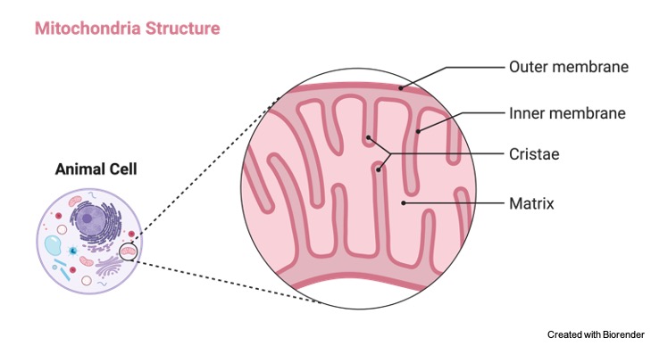 Mitochondria- Function, Definition, Significance, and Facts