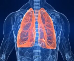 Read more about the article Respiratory Quotient: Definition, Equation, and Calculation