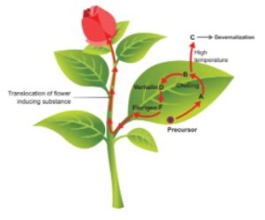 Read more about the article Vernalization: Definition, Hormone, and Mechanism