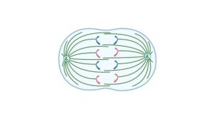 Read more about the article Centrosome: Definition, Structure, and Function