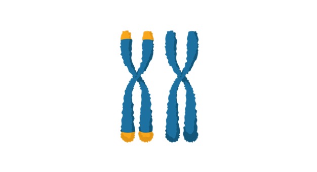 Read more about the article Chromosomes: Definition, Structure, and Function