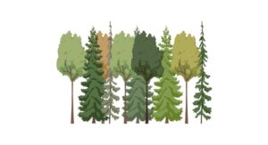 Read more about the article Deciduous Forest: Definition, Examples, and Facts