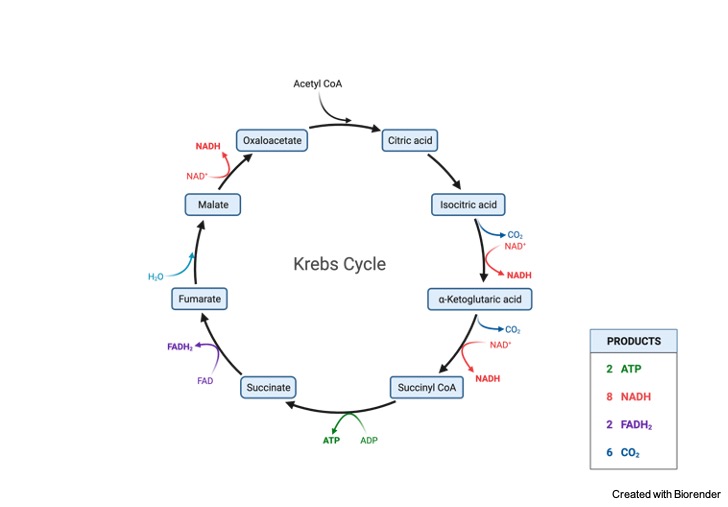 krebs-cycle-definition-diagram-steps-and-mechanism-i-notesbard