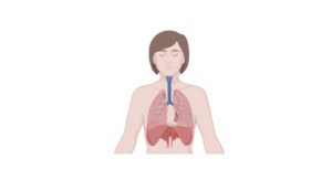 Read more about the article Regulation of Respiration: Definition, Process, and Examples