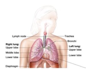 Read more about the article Respiratory System: Function, Diagram, and Organs