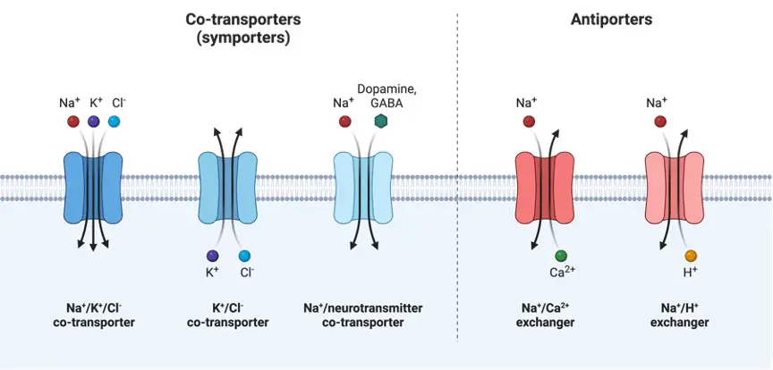 Brief Definition Of Active Transport