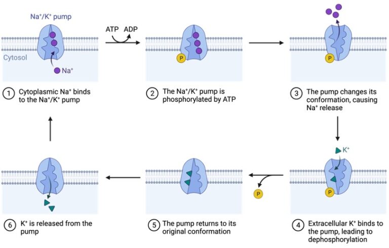 2 Which Is True About Active Transport