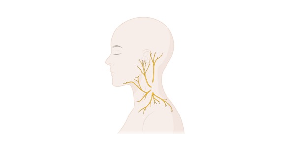 Read more about the article Afferent Nerve: Definition, Structure, & Examples