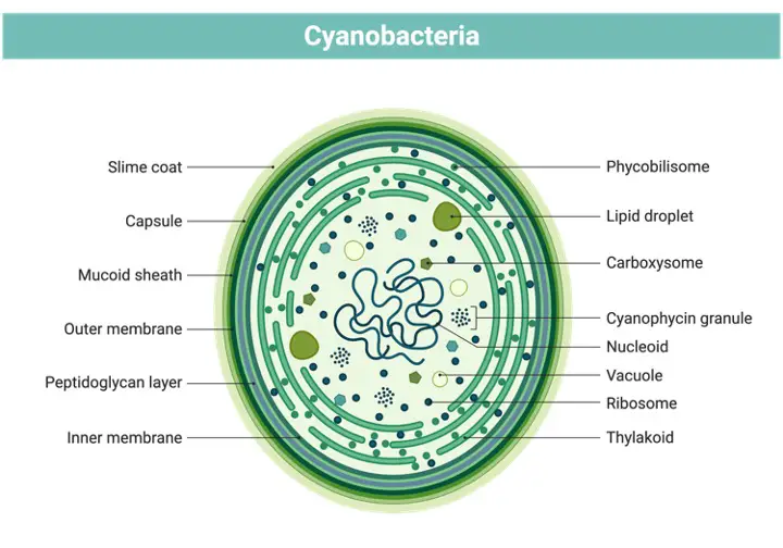 Algae, What is Algae,