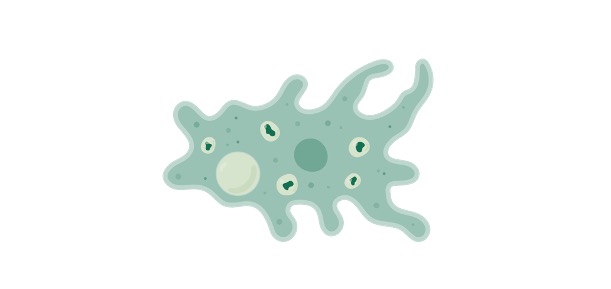 Read more about the article Amoeba: Definition, Types, & Examples