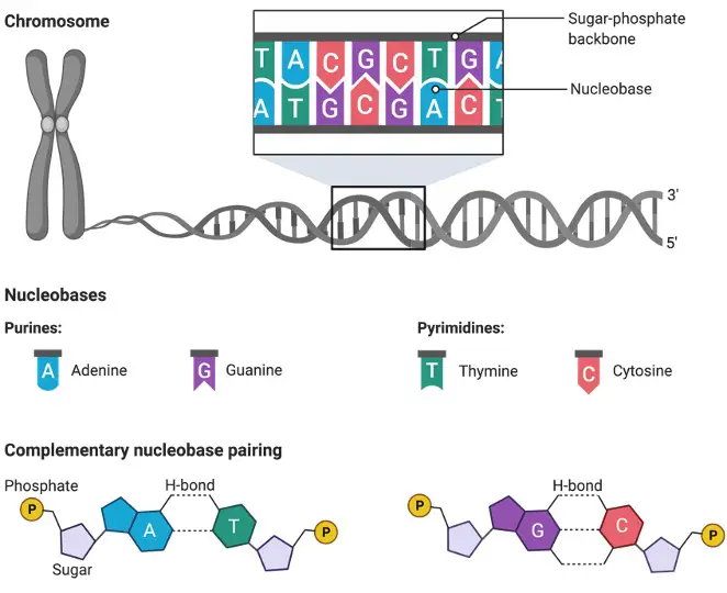 biomolecules-definition-types-structure-examples