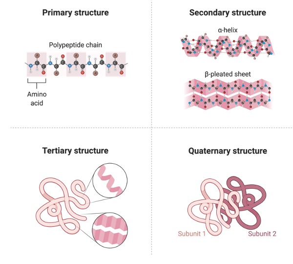 Biomolecules, What Are Biomolecules, 2