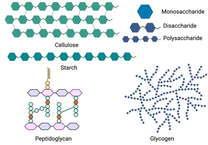 Biomolecules, What Are Biomolecules, 4