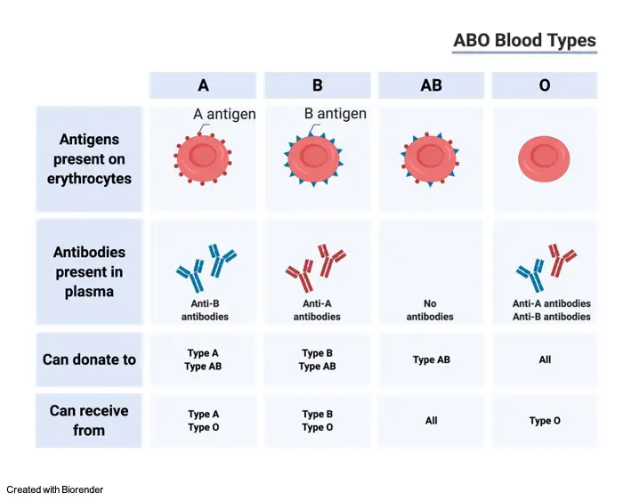 Blood Group, Blood Group types, ABO Blood Group, what is Blood Group, 1