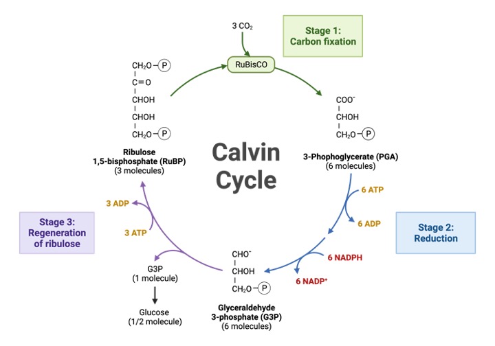 Calvin cycle, Photosynthesis, Photosynthesis Equation, 1