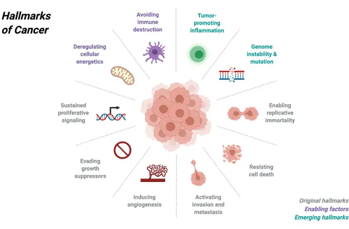 Cancer, Cancer Definition, Cancer Stages, 1