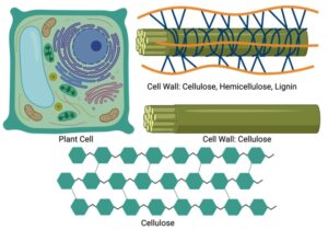 Cellulose: Definition, Types, Structure, Examples NotesBard