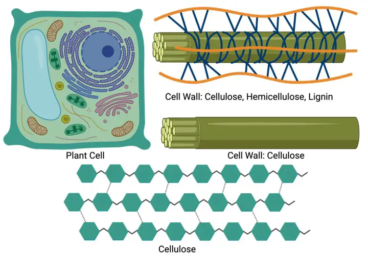 Cellulose, What is Cellulose,