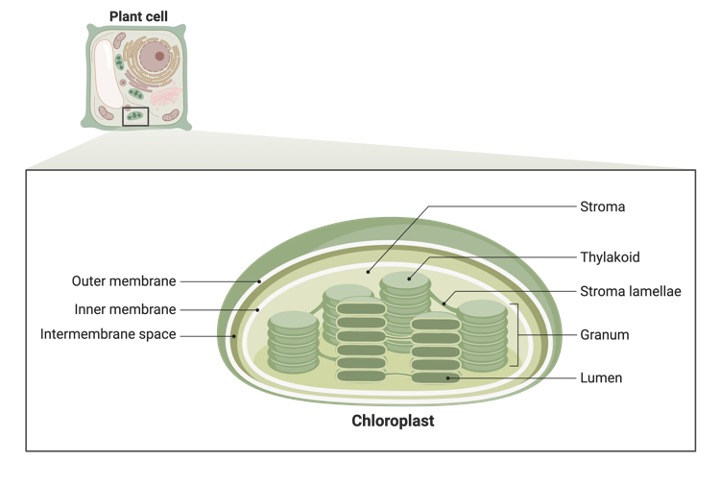 Chloroplast, Chloroplast Function, What is Chloroplast, 2