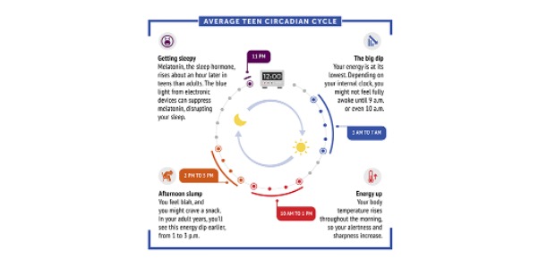 Read more about the article Circadian Rhythm: Definition, Function, & Examples