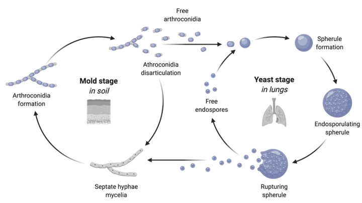 Coccidia, What is Coccidia,