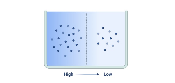 Concentration Gradient, Concentration Gradient Definition, What is Concentration Gradient,