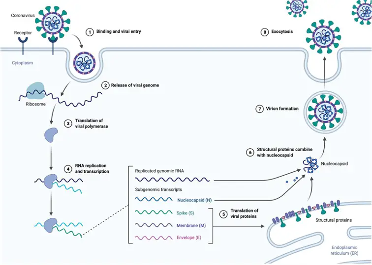 Coronavirus, What is Coronavirus, Coronavirus Structure, 1