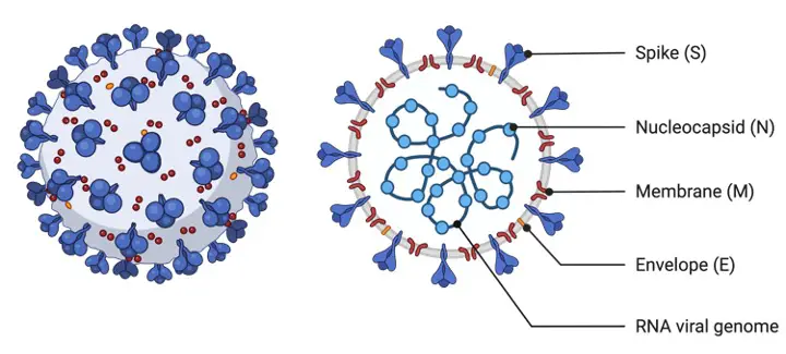 Coronavirus, What is Coronavirus, Coronavirus Structure, 2