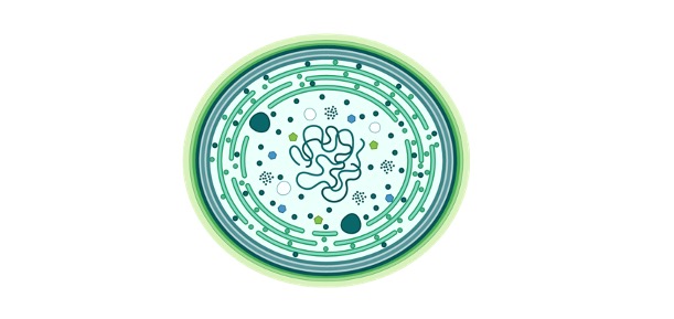 Cyanobacteria, Cyanobacteria Definition, What is Cyanobacteria,