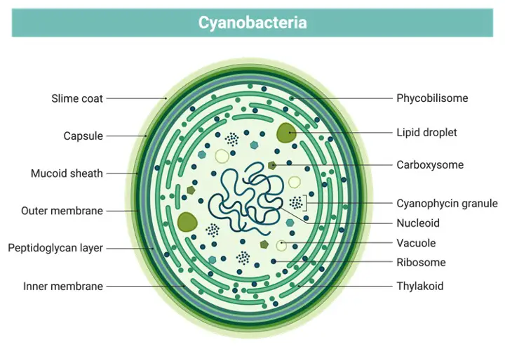 Cyanobacteria, Cyanobacteria Definition, What is Cyanobacteria,