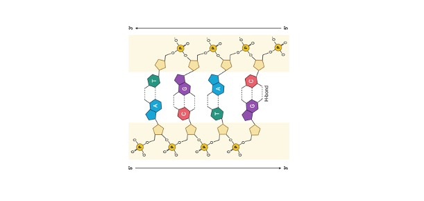 Read more about the article DNA Structure: Definition, Types, & Examples