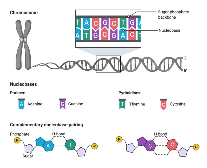 Nucleobase, DNA Structure, DNA Structure Definition, 2