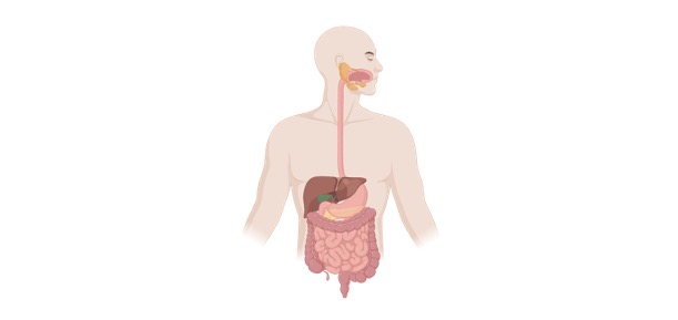 Read more about the article Digestive System: Definition, Types, & Examples