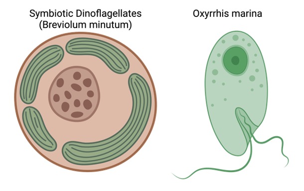 Dinoflagellates, What are Dinoflagellates, 1