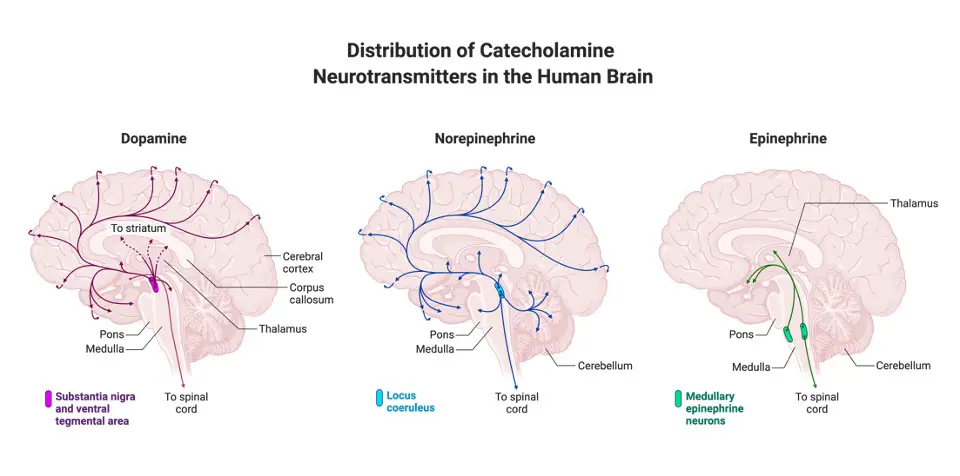 Dopamine, Dopamine Definition, What is Dopamine, 4