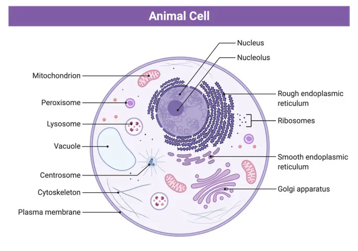 Nuclear Envelope, Nuclear Envelope Function, Nuclear Envelope Definition, What is Nuclear Envelope,