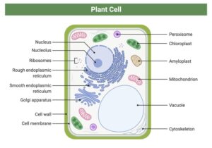 Eukaryote: Definition, Types, & Examples I NotesBard