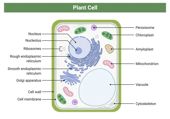 Nuclear Envelope, Nuclear Envelope Function, Nuclear Envelope Definition, What is Nuclear Envelope,