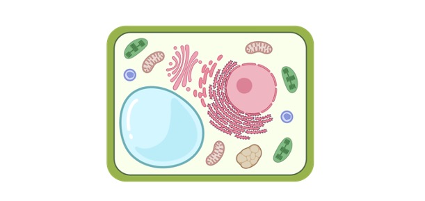 Eukaryote, Prokaryotes vs Eukaryotes