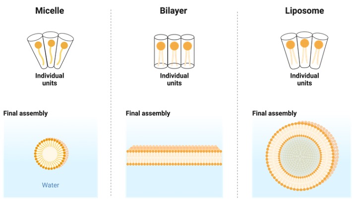 Fatty Acid, What are Fatty Acids,