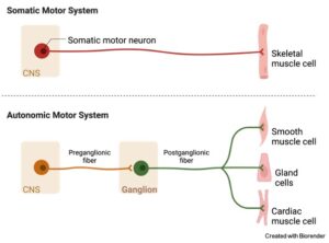 Ganglia: Definition, Function, And Examples I NotesBard