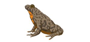 Read more about the article Horny Toad: Definition, Types, & Examples