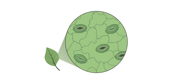 Leaf, Leaf Anatomy,